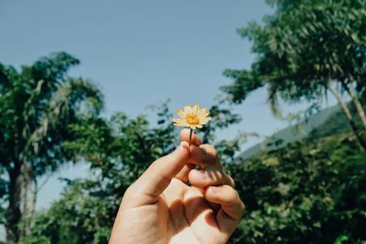 A person holding a flower in their hand.